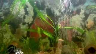 Water world # 2 / Растения в аквариуме / Криптокорина / Роголистник / подводная съёмка SJ4000