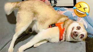 Funniest Dogs And Cats - Best Funny Animal Videos Of The 2021 ????