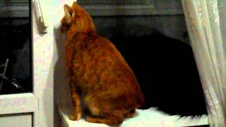 Кот ищет кто мяукает / Cat looking for somebody