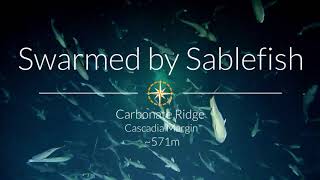 Swarmed by Sablefish | NA128
