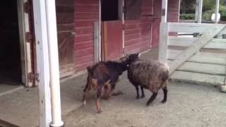 Goat and Sheep Fight Too Funny