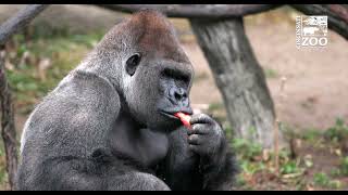 Silverback Gorilla Mbeli in Outdoor Habitat for the First Time - Cincinnati Zoo