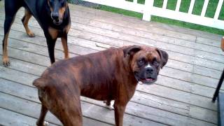 doberman bites boxer