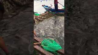 Cảnh ngư dân thu hoạch Cá Bớp không phải ai cũng biết | Duy Jungle
