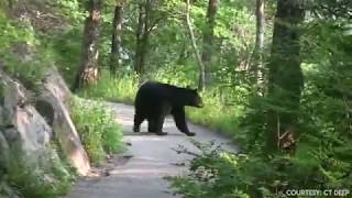 BEAR AWARE CT