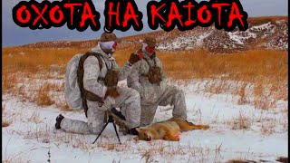 ОХОТА НА КАЙОТА (ИСТРЕБЛЕНИЕ ХИЩНИКА)
