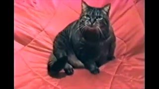 Cat has a Vietnam flashback