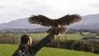 cara melatih elang, enjoy falconary