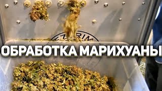 Как обрабатывают и триммируют бошки марихуаны