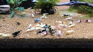 TWB shrimp tank feeding MK-BREED shrimp food