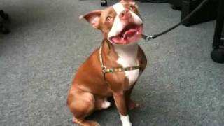 Tricks from Boston terrier