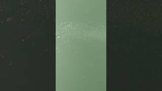 Корюшка 2018 Владивосток Прикормка на корюшку WELL Baits
