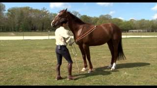 Cheval Pratique - J'éduque mon cheval 2 - La confiance