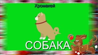32. Футаж на хромакее. Собака 3, щенок, пес. Футаж для создания видео.
