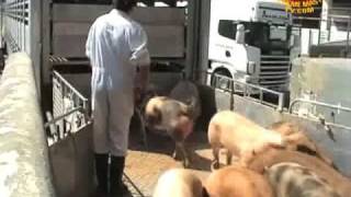 Lives of pigs in the slaughter house 豬在屠宰場中的生活
