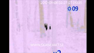 Pulsar Quantum HD19S