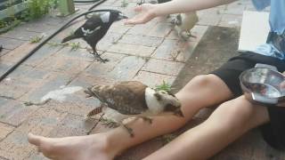 Australian Native Bird Feeding
