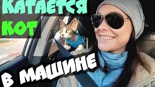 VLOG КОТ КАТАЕТСЯ В МАШИНЕ