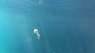 ядовитая медуза в Будве, Черногория / poisonous jellyfish in Budva, Montenegro