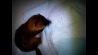 Siberian weasel - Хани после принятия ванны
