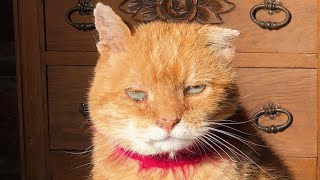 Elderly 'asymmetric' cat lived a rough street life. Then he got the retirement he deserved.
