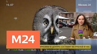 Зоозащитники требуют закрыть в столице все кафе, где есть животные - Москва 24