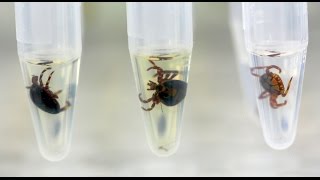 Identification of ticks by MALDI-TOF MS.