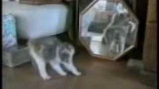 Locuras de gatetes