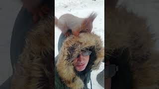 Ушастик и воротник. Продолжение эпопеи / Ushastik and my collar. Continuation of the epic