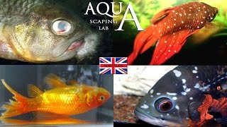Aquascaping Lab - Fish Diseases, how to spot and cure (Ick,ragged tail fin,columnaris,Dropsy)