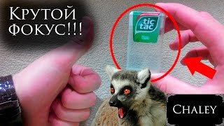 Фокус , крутой  фокус с TIC TAC от Антона Чалея!!!