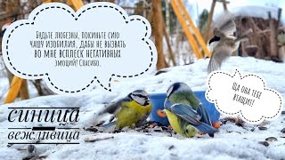 Видео для котиков и их людей! Зимние птички к окончанию зимы - движ в столовке!