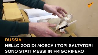 Russia: nello zoo di Mosca i topi saltatori sono stati messi in frigorifero