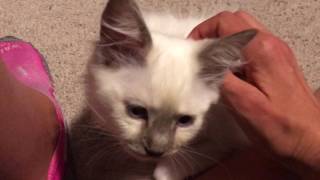 Ragdoll Kitten - Утренняя любовь котенка рэгдолл - пушистый комочек  - радость с утра