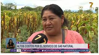 15-01-19 -  Amarillamiento del Tabaco en la Zona Productora