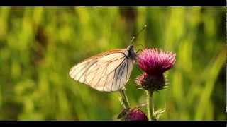 Тишина. Из жизни бабочек. [720 HD. film by Lobanov Alexey (c) 2011]