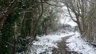 Snow Falling Through Leaves & Winter Wind Sounds for Sleep, Insomnia, Tinnitus: Natural White Noise
