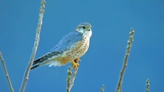 男前のコチョウゲンボウ（Falco columbarius）