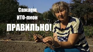Как посадить ИТО-пион Бартзелла? / Сад Ворошиловой