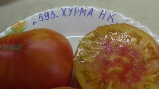 ТОМАТ "ХУРМА НК". №593. ДЕГУСТАЦИЯ. 