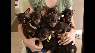 World's smallest living dog, Miracle Milly, cloned 49 times in South Korea