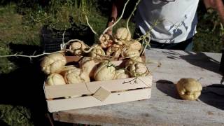 Chayote, zucca spinosa, sechium edule, consigli per la coltivazione