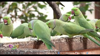 വീട്ടില്‍ അതിഥികളായി തത്തകളും വേഴാമ്പലും കുയിലുകളും | TCV Thrissur