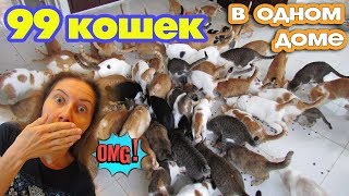 99 КОШЕК в доме | Обед в приюте для кошек в Нячанге, Вьетнам