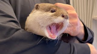 抱っこされたカワウソが寝落ちするまで Until the otter in my arms fell asleep.