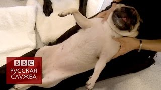 Уроки массажа для собак