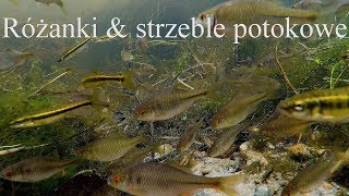 Różanki & strzeble potokowe / rzeka Piława. Amur bitterling & Common minnow / river Pilawa