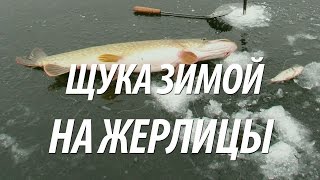 КАК ЛОВИТЬ ЩУКУ НА ЖЕРЛИЦЫ ЗИМОЙ. ПОДЛЕДНАЯ РЫБАЛКА В РОСТОВСКОЙ ОБЛАСТИ