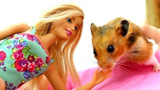 Барби играет с хомяком. Домашние животные для детей
