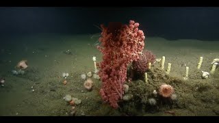 Descending the Cascading Walls of Pioneer Canyon | Nautilus Live